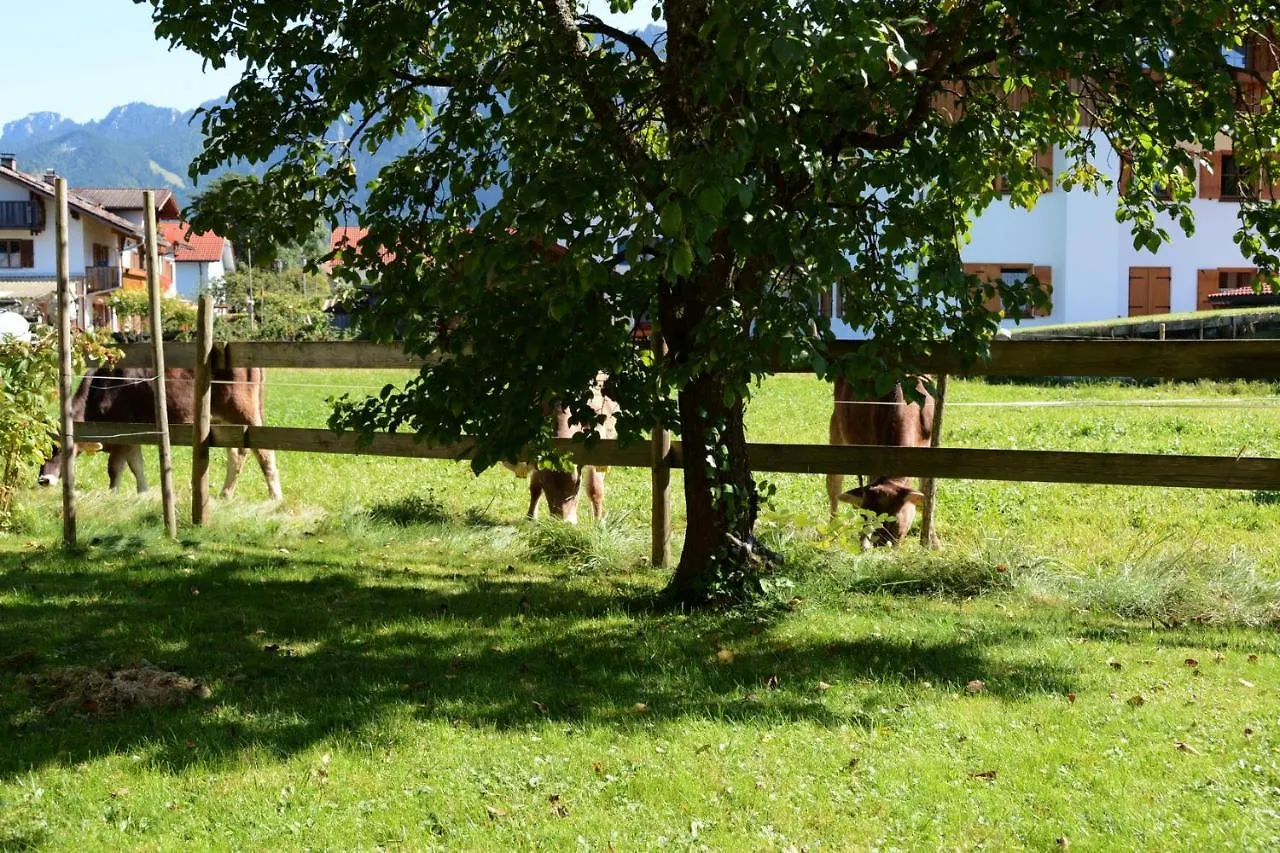 Bed & Breakfast Gaestehaus Wild-Schuetz Schwangau